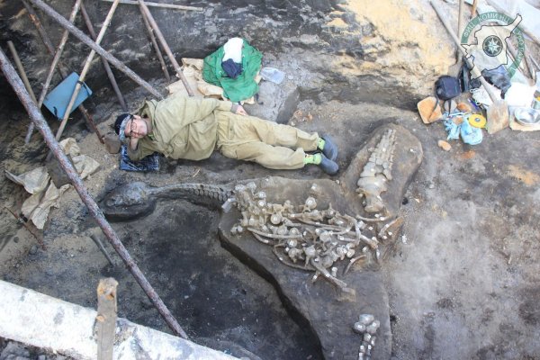 В бассейне реки Вычегды найден ещё один плезиозавр
