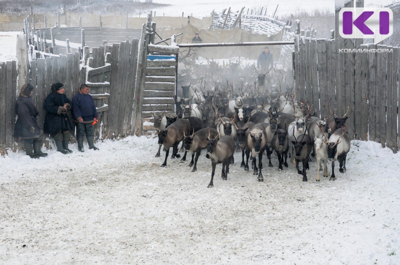 В Коми с начала года 266 оленеводов получили меры соцподдержки

