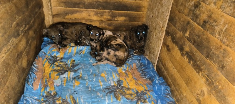 Зоозащитники Ухты отмыли от битума пострадавших собак