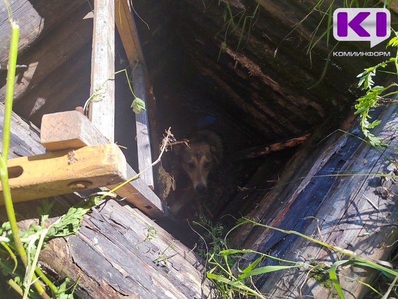 В Сосногорске дачница обнаружила в колодце собаку 