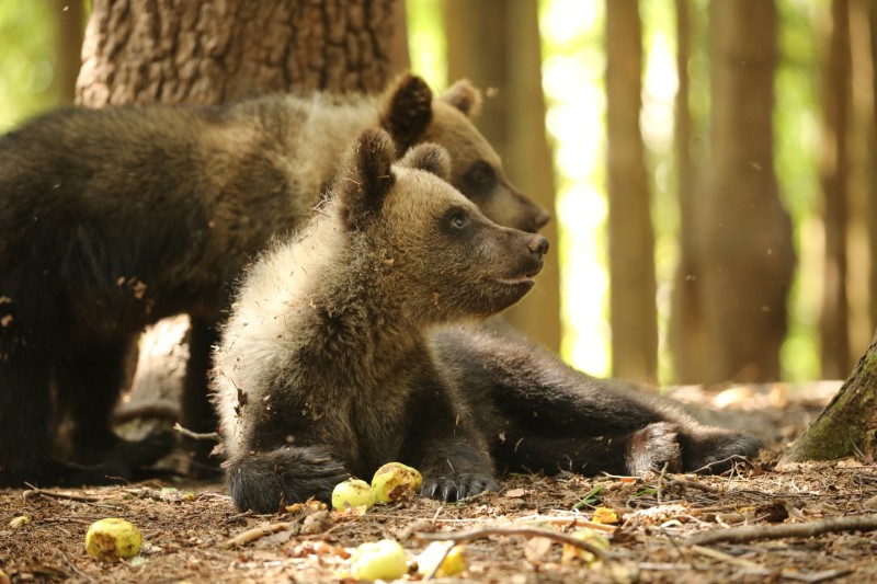 Центр спасения медвежат-сирот угощает мишек из Коми яблоками