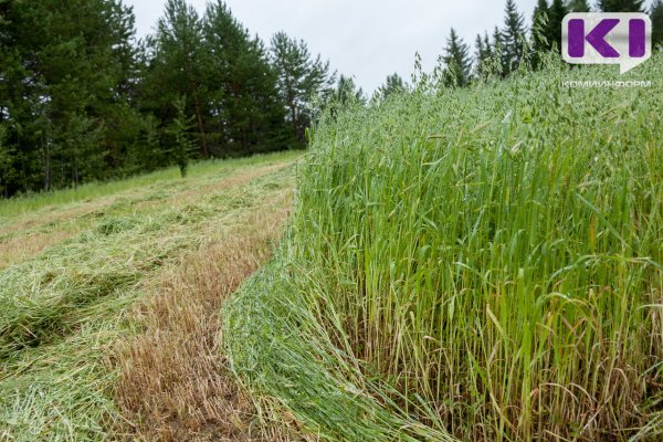 Прилузский район - лидер заготовки сена и сенажа в Коми