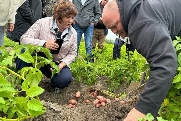В Коми прошел День картофельного поля

