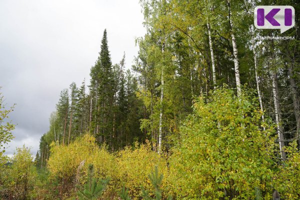 В России появится обновленный государственный лесной реестр