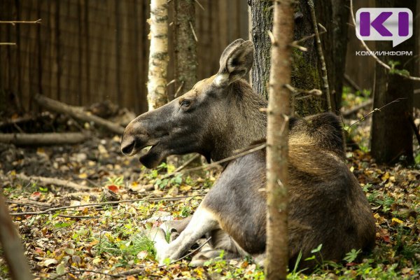 С 15 сентября в Республике Коми открывается охота на лося