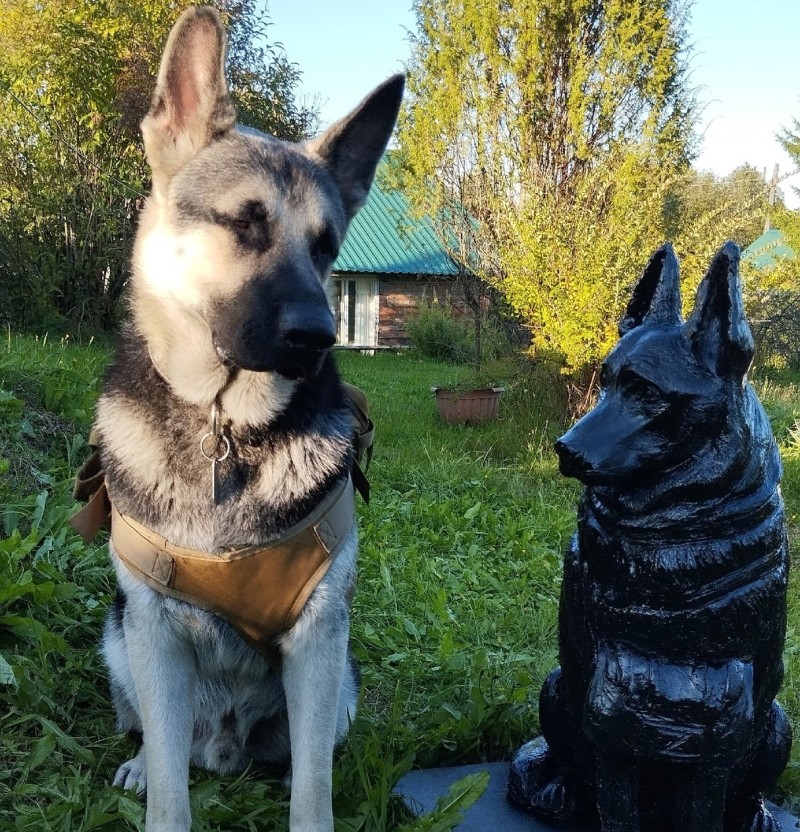 В Сысольском районе установили памятник псу-герою Сармату 