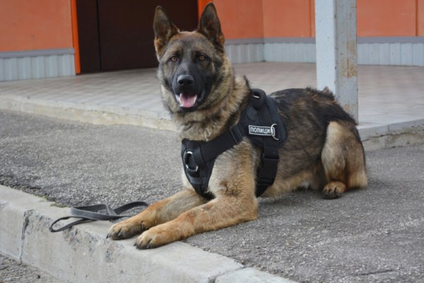 В Сыктывдине полицейская собака вычислила похитителя спиртного и продуктов