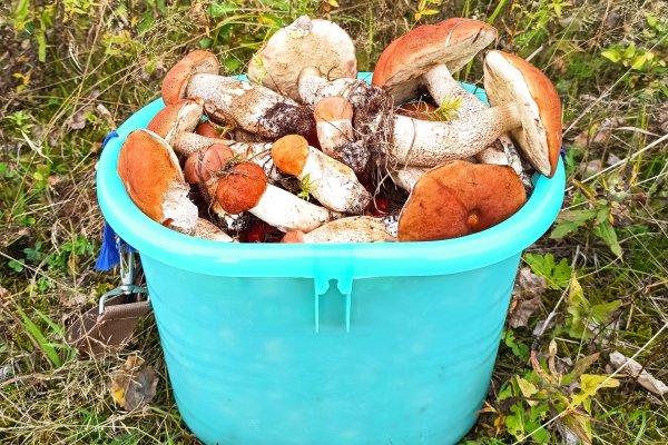 Душистые полянки: ученый-миколог поставил пятерку грибному сезону-2023 в Коми 