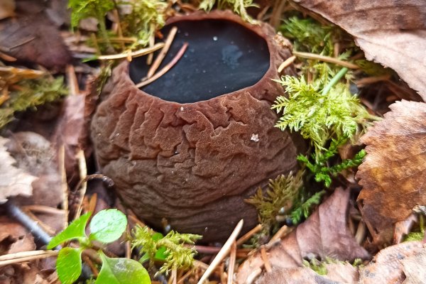 Летний сезон-2023 в Коми отметился редкими и занесенными в Красную книгу видами грибов
