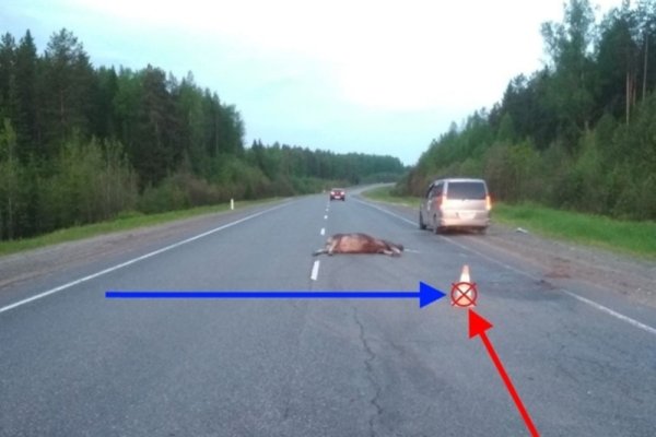 В Печоре водитель микроавтобуса, сбивший лося, заплатит 80 тысяч рублей