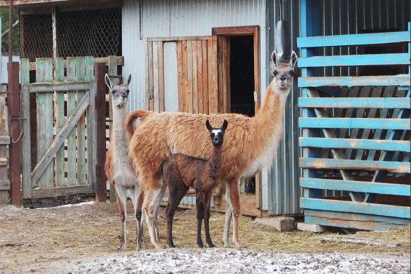 В Сыктывкарском зоопарке радостное пополнение в семье лам