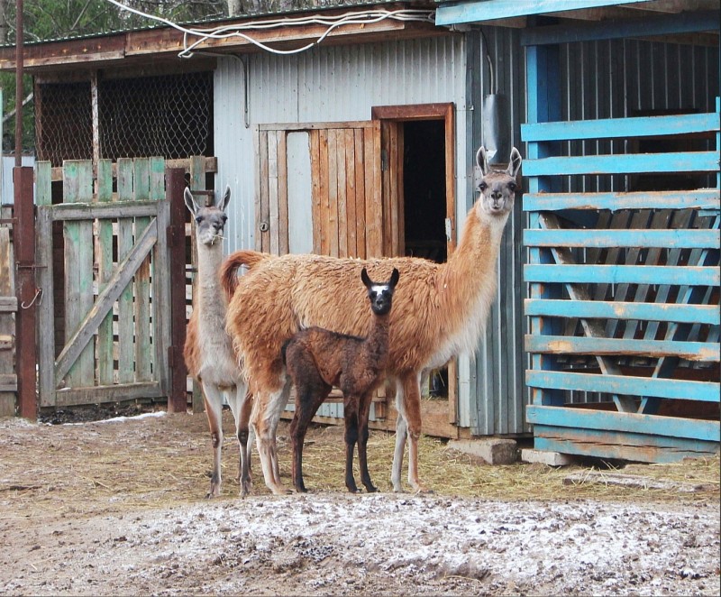 В Сыктывкарском зоопарке радостное пополнение в семье лам