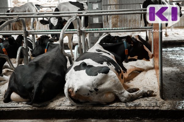 На ферме в Вуктыле от истощения погибли коровы