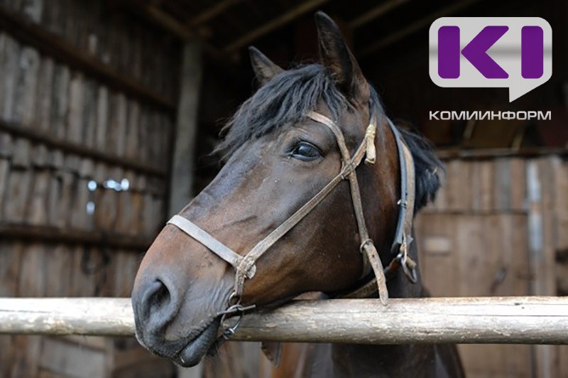Сыктывкарский конный центр готов принять от дачников остатки урожая 