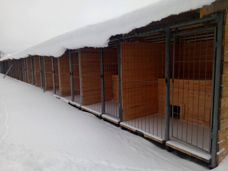 Фермер из Вуктыла, на КФХ которого погибли от голода коровы, строит приют для собак