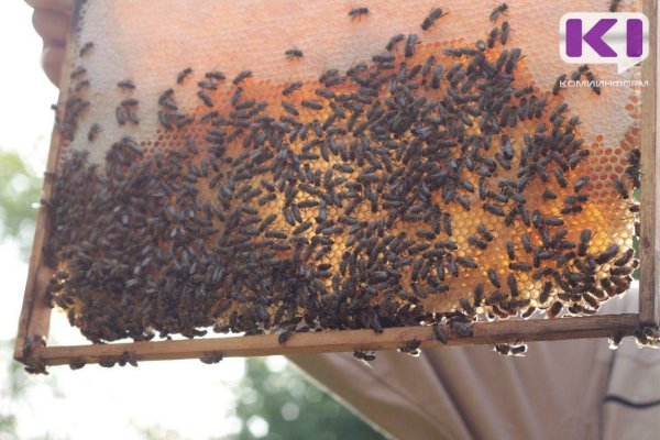 Пчеловоды Коми собрали рекордное количество меда
