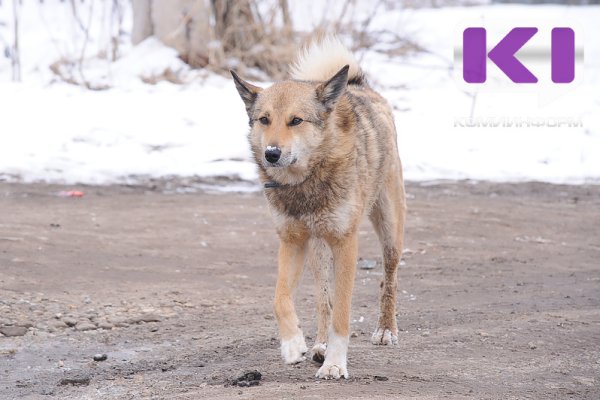 Жительница села Сторожевск получила 40 тысяч рублей в качестве компенсации за укус бездомной собаки

