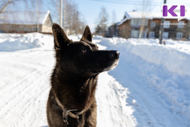 В Сыктывкаре организована проверка по факту возможного жестокого обращения с собакой