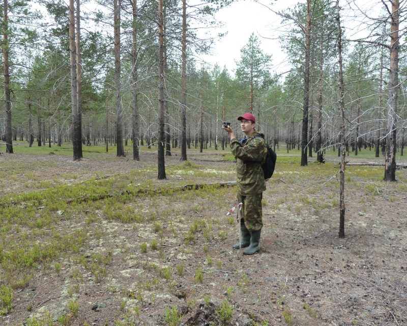 В Коми определили, какой объем лесовосстановления необходим в Печоро-Илычском и Сысольском лесничествах 

