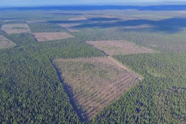 В Коми определили участки, нуждающиеся в лесовосстановлении, на территории лесного фонда Печорского лесничества