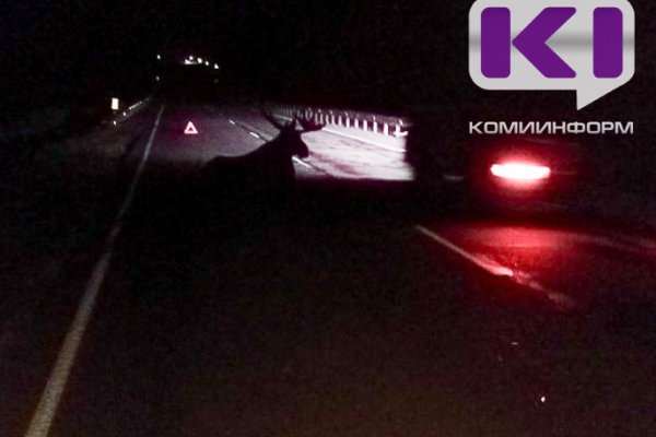 В Усть-Вымском районе водитель Lada Granta сбил перебегавшего дорогу лося