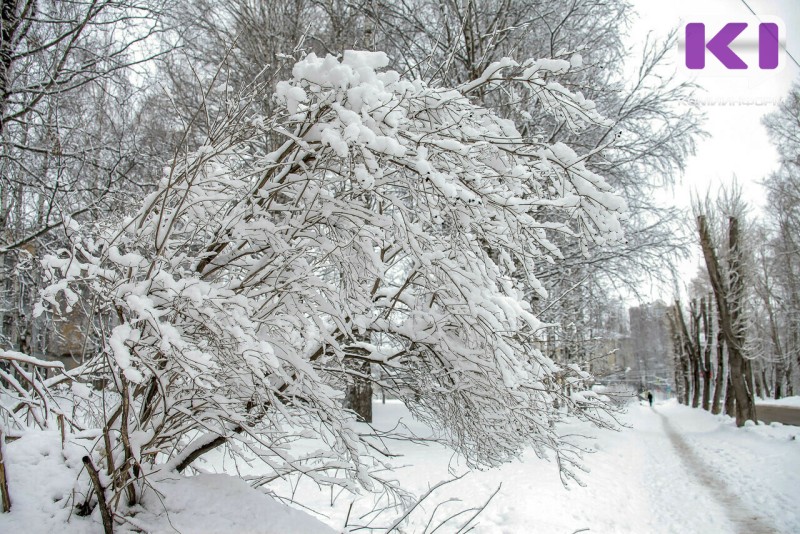 Погода в Коми 17 января: ветер, метель, -10...-12°С
