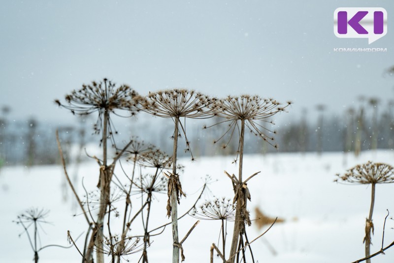 Ученые Коми рассказали об эффективном способе борьбы с борщевиком зимой