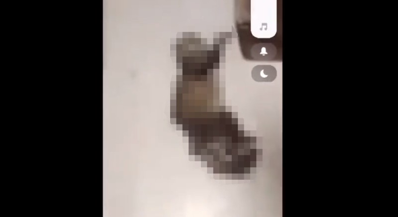 Сыктывкарец убил свою кошку и разослал видео знакомым 