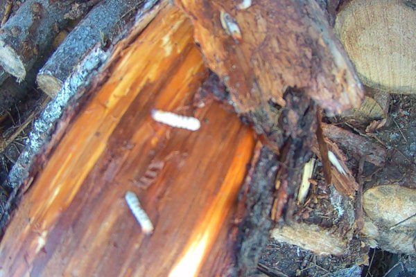 На двух предприятиях в Коми древесина была заражена усачами

