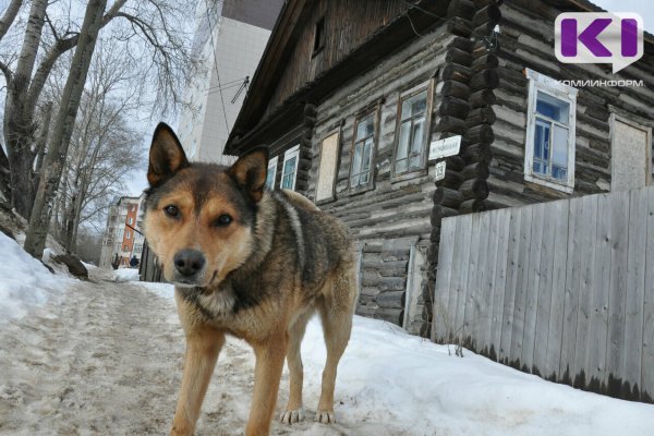 Пострадавшая от укусов собаки пенсионерка из Княжпогостского района получит компенсацию от хозяев животного 