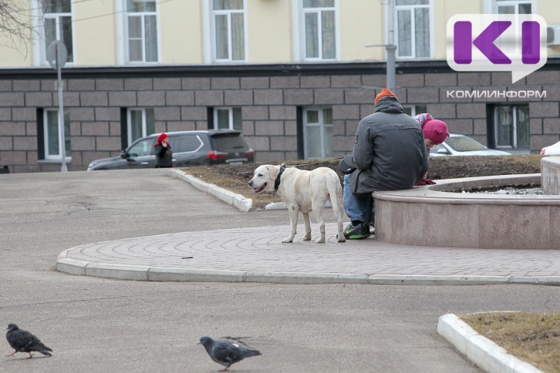 В Усть-Вымском районе хозяин алабая заплатит компенсацию морального вреда за растерзание и гибель самоеда
