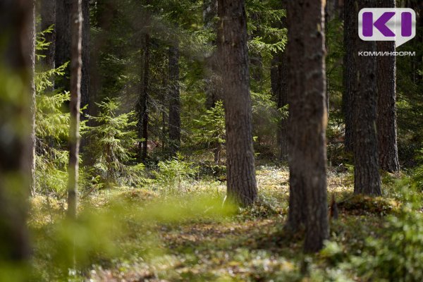 В Республике Коми оценят состояние лесов
