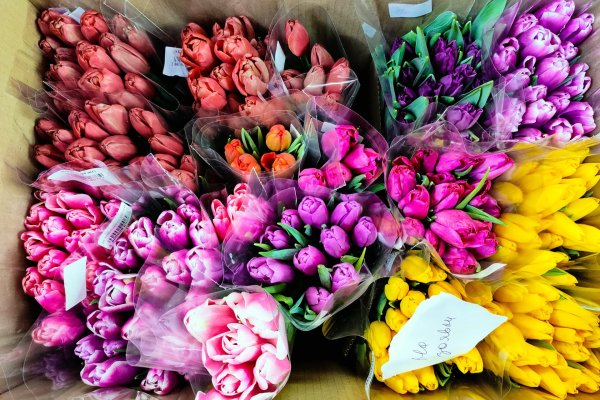Цветочные магазины удивляют сыктывкарок подснежниками и хелеборусами - рождественскими розами 