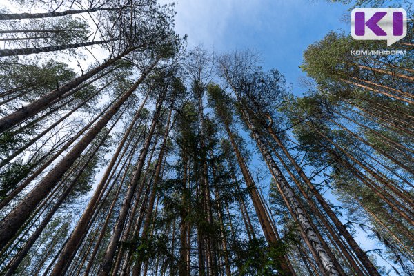 Сыктывкарская природоохранная прокуратура добивается проведении лесоустройства на территориях Усть-Куломского и Корткеросского лесничеств

