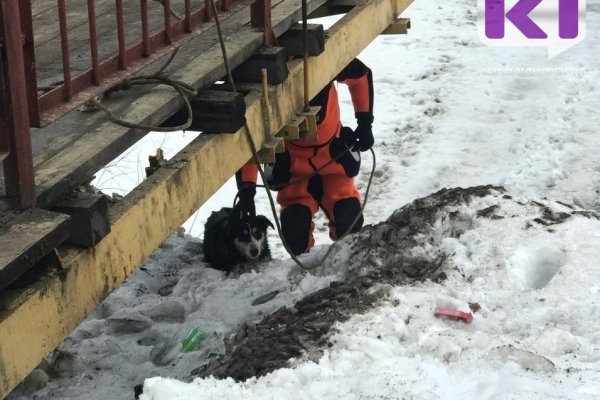 В Инте спасатели выручили пса, провалившегося под лед 