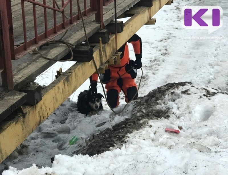 В Инте спасатели выручили пса, провалившегося под лед 