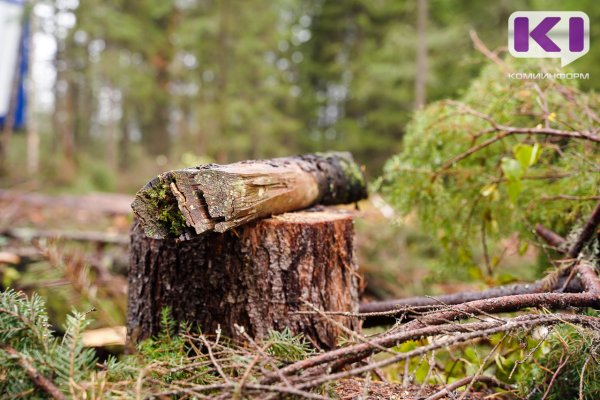 В Коми направлено в суд дело о гибели местного жителя при заготовке древесины 

