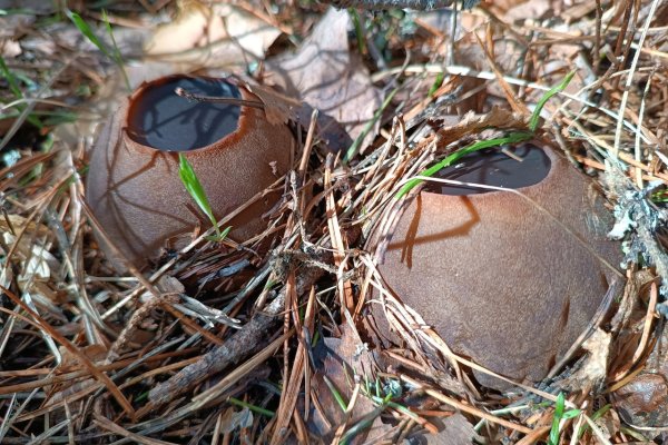 Жители Коми открыли грибной сезон 