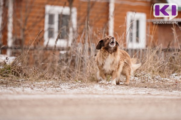 В Княжпогостском районе пройдет отлов собак