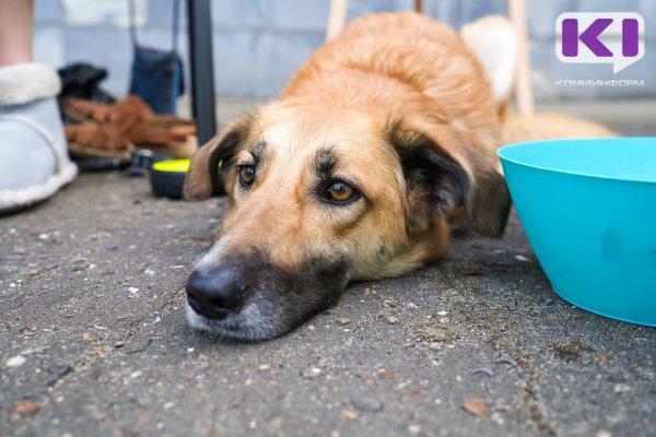 Напавшая в Печоре на ребенка бездомная собака была чипирована 