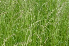 Для каких целей в сельском хозяйстве используются многолетние травы