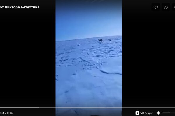 Полиция проверяет видео с загнанным олененком в Коми
