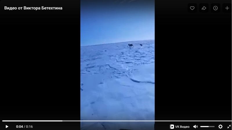 Полиция проверяет видео с загнанным олененком в Коми