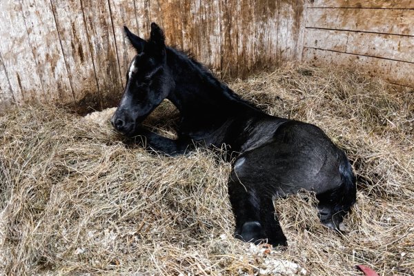 Сыктывдинский конный клуб собирает средства на питание жеребенку после смерти его матери при родах 