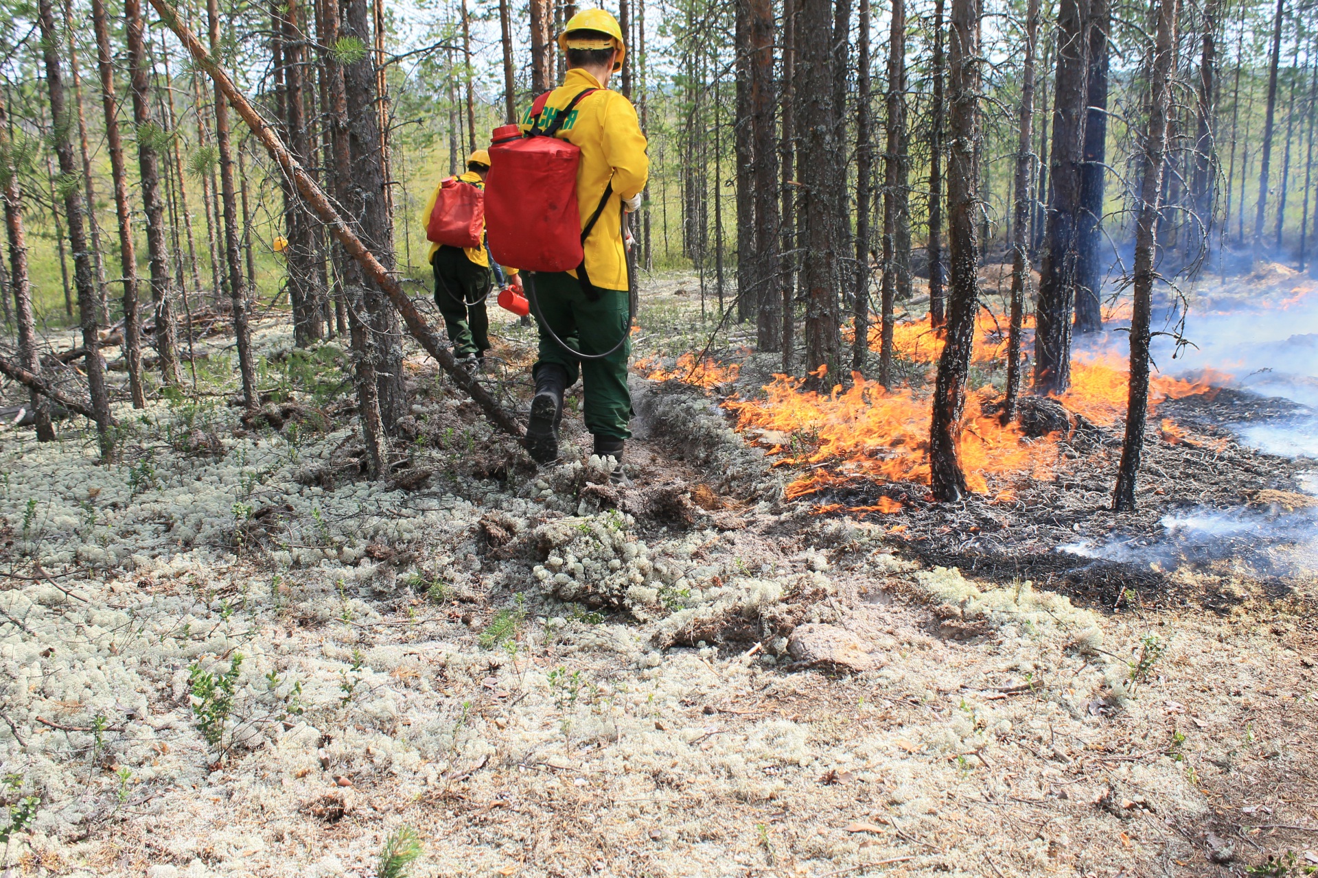 За сутки в  Коми обнаружены два лесных пожара