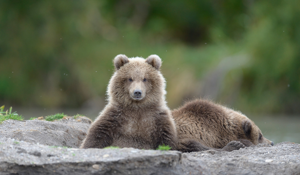 Под Сыктывкаром из-за двух медвежат 20-летняя девушка заблудилась в лесу