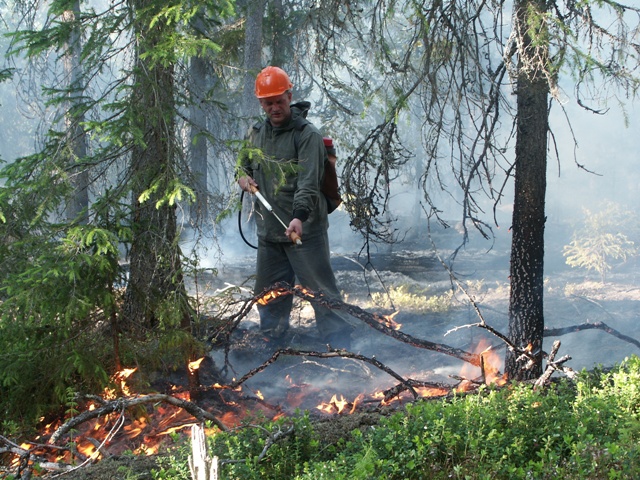 Ижемский лесной пожар разросся за ночь до 400 га