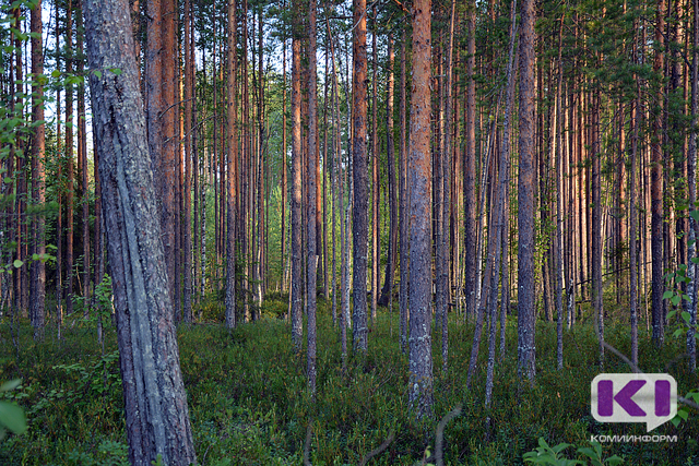 В Коми предприняты первоочередные меры по охране лесов 