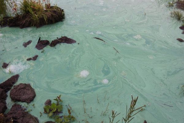 В микуньском водозаборе обнаружены токсичные водоросли