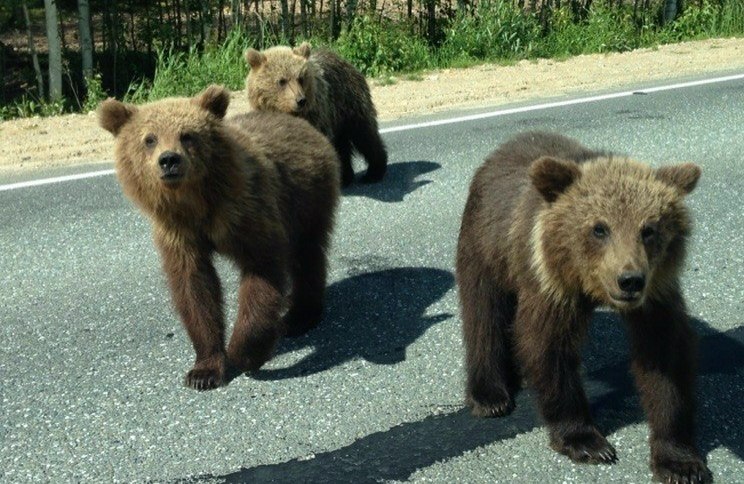 Медведь 3 местная